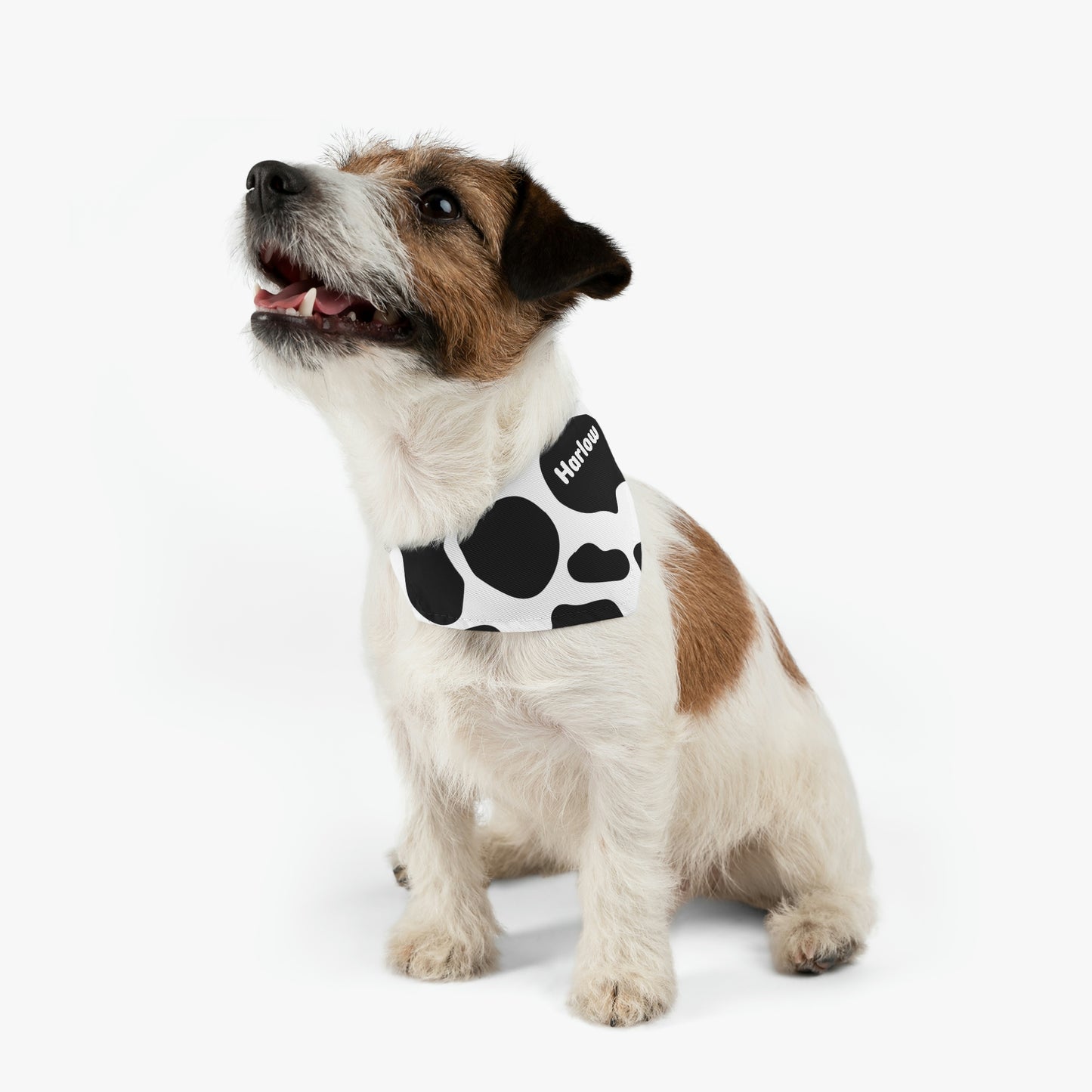 Personalized Western Boho Cow Print Pet Bandana Collar